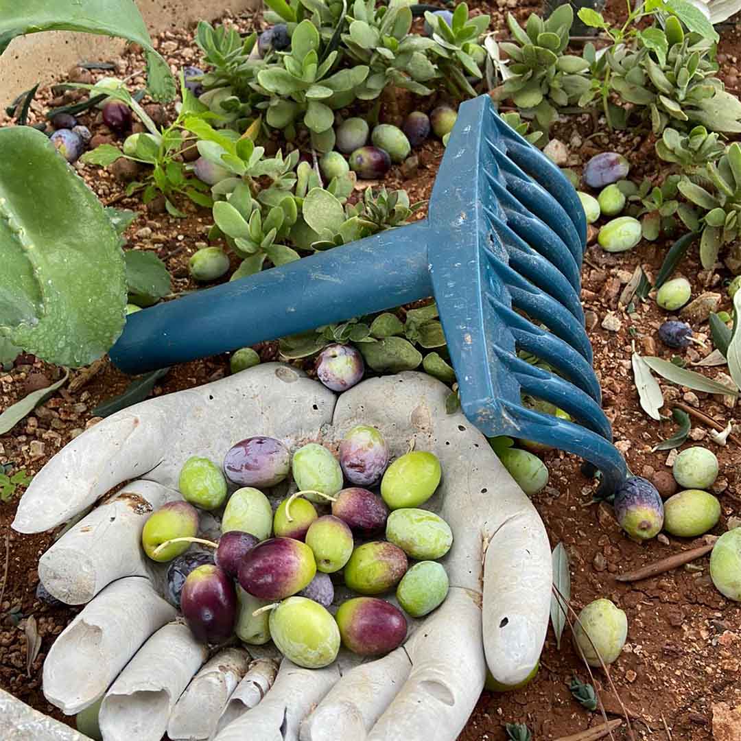 zeytin tırmığı 3