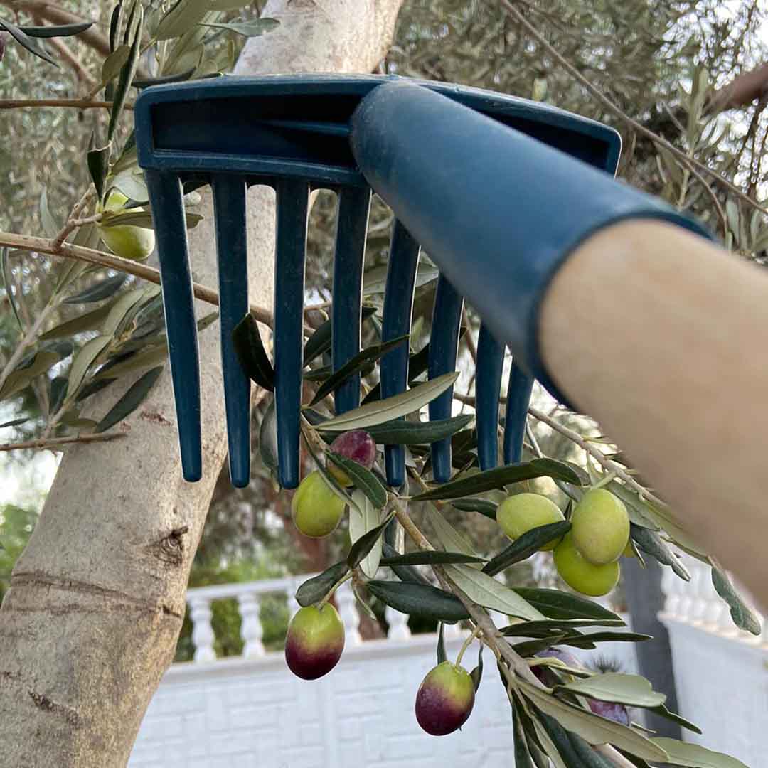 zeytin tırmığı